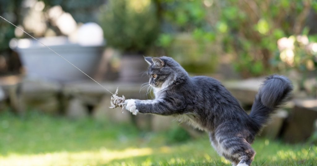 fun cat playing outside