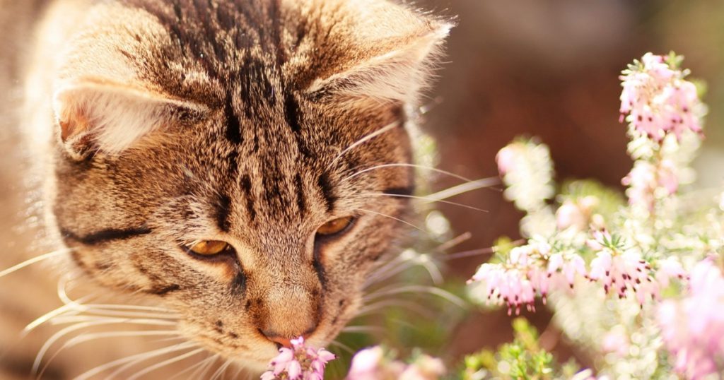 cat enjoying spring time